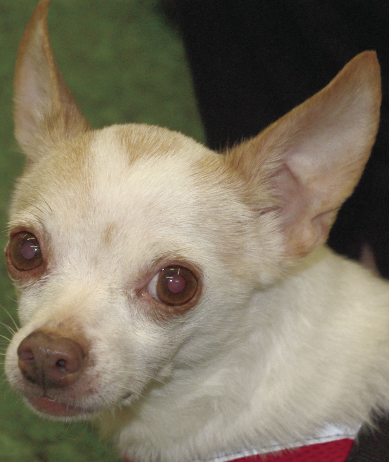 Pets of the Week: Jasper